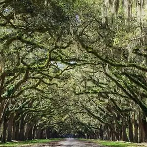 Sav Summer Escape - River St & Dt - Free Parking Holiday home Savannah